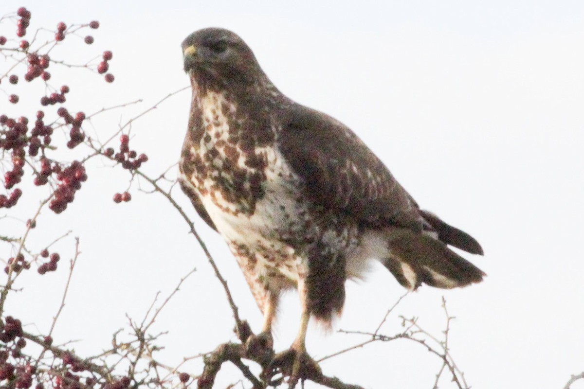 Common Buzzard - ML646899975