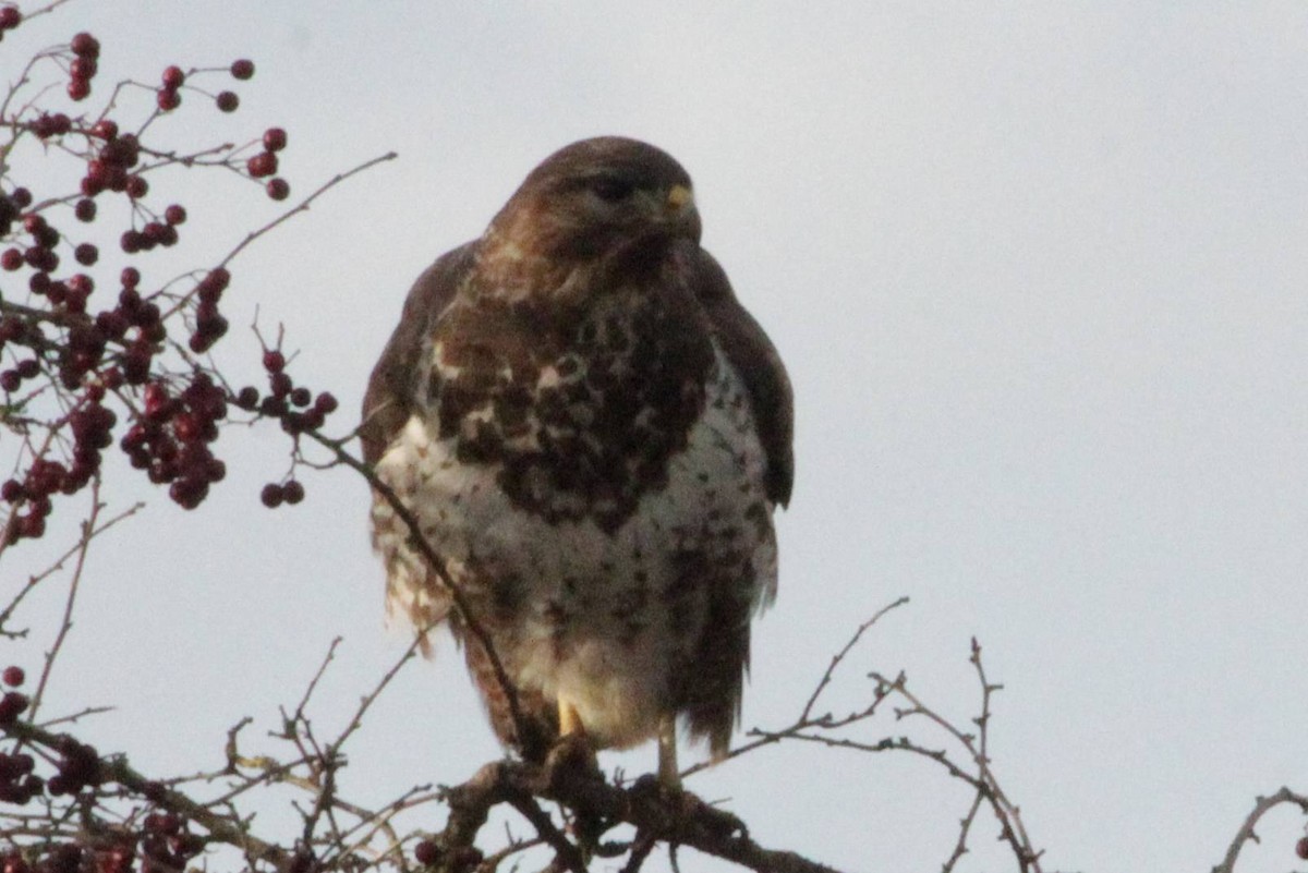 Common Buzzard - ML646899976