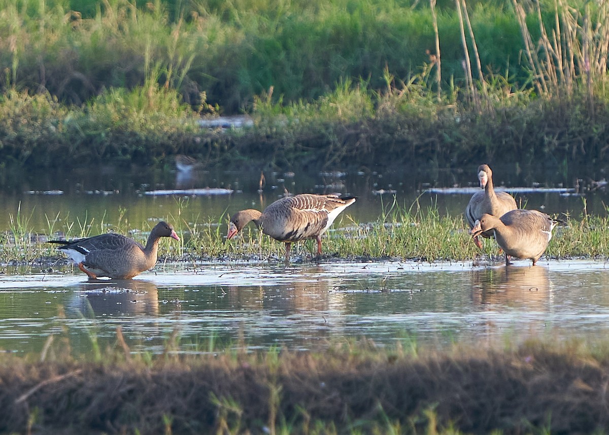 Lesser White-fronted Goose - ML646899979