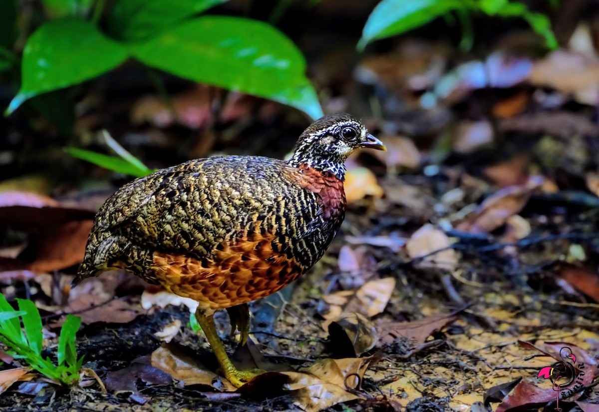 Sabah Partridge - ML646899984