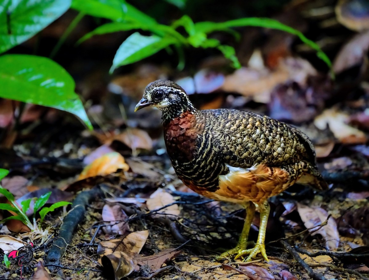 Sabah Partridge - ML646899985