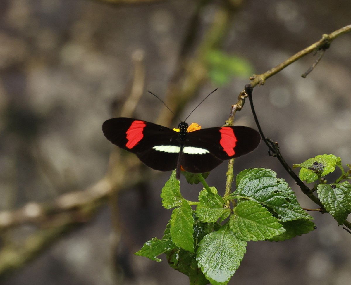 Red Postman - ML646899992