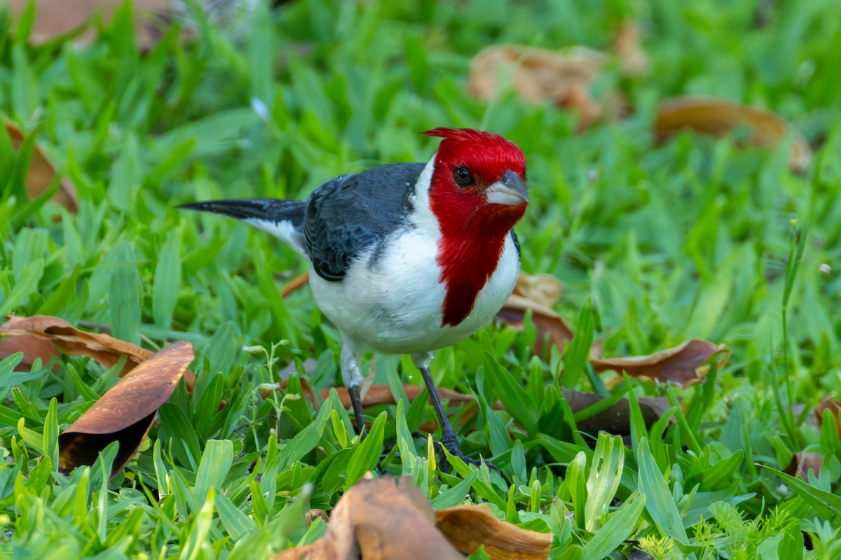 Paroare huppé - ML646899996