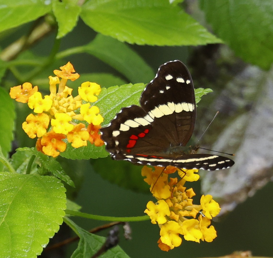 Banded Peacock - ML646899997