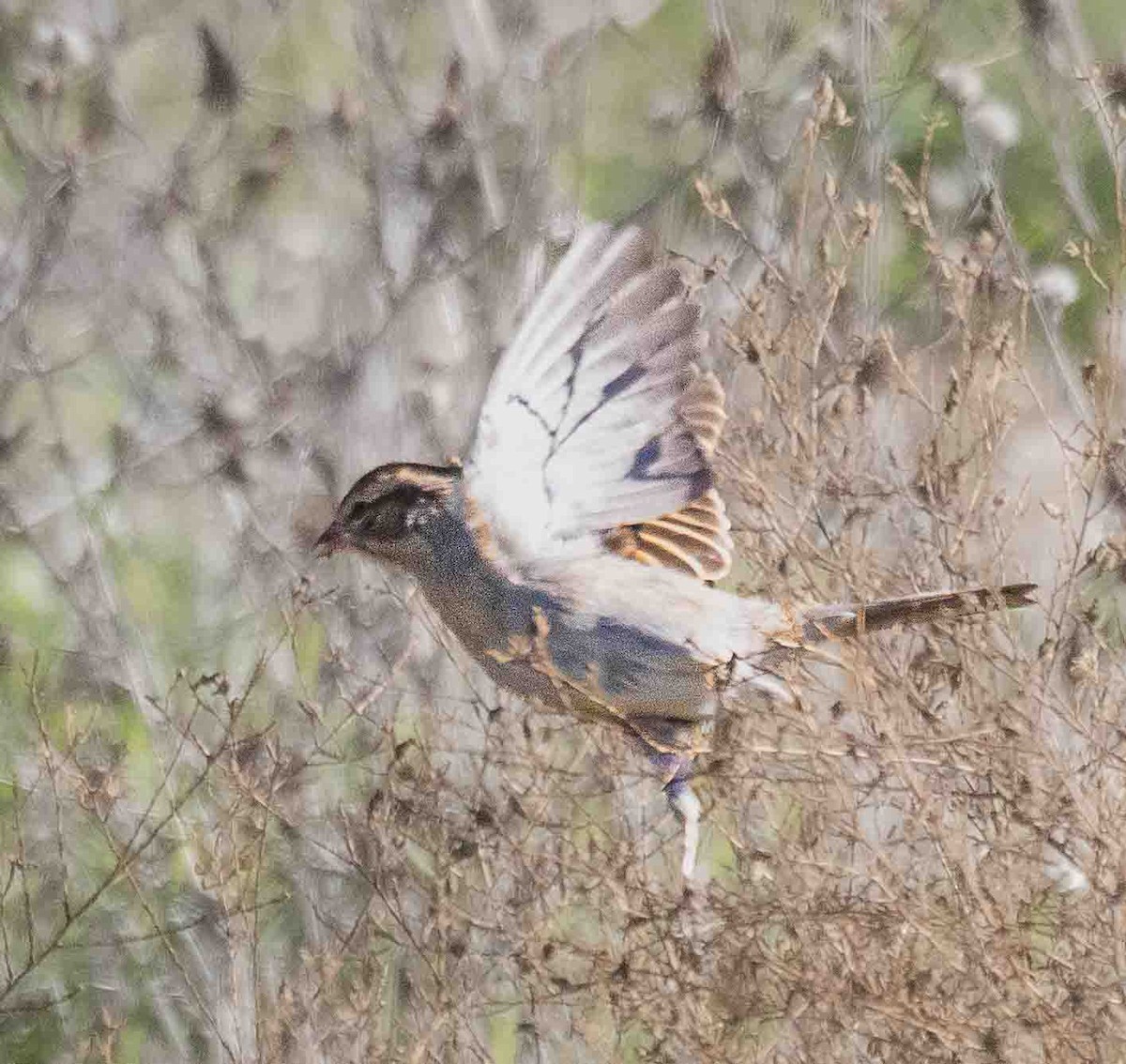 Chipping Sparrow - ML646900000