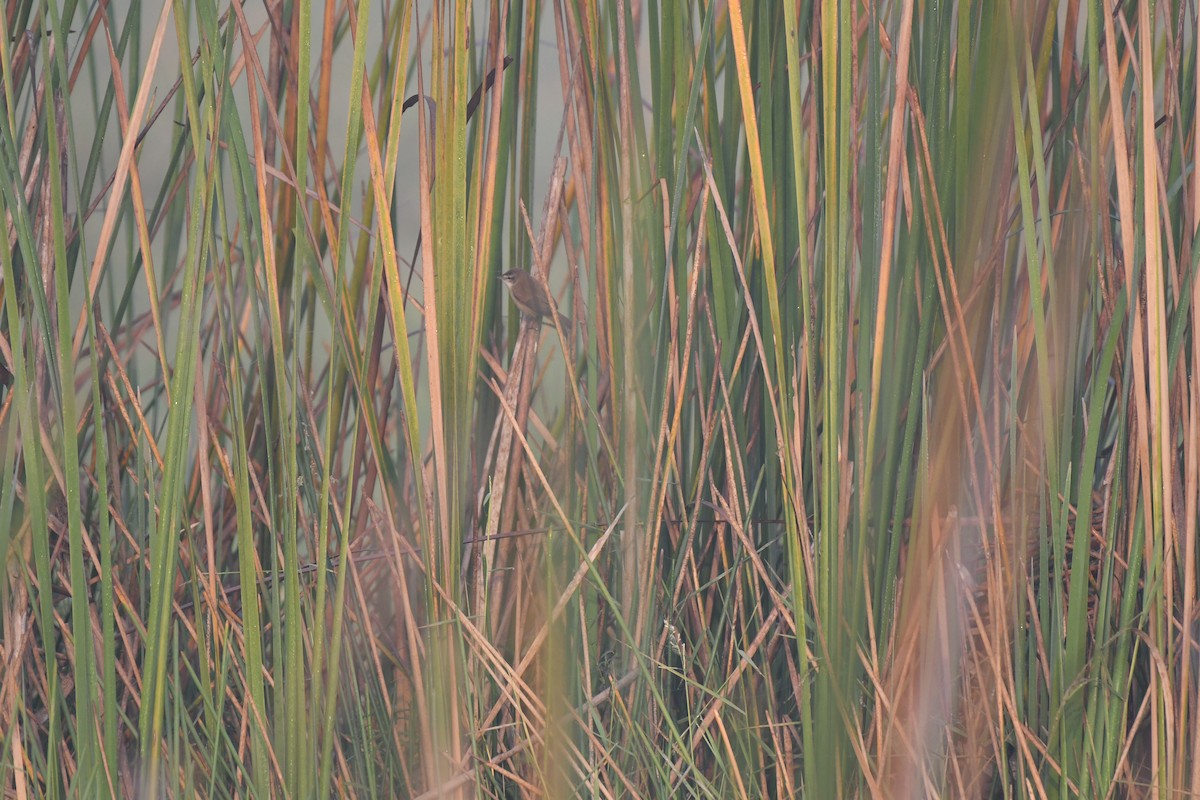 Paddyfield Warbler - ML646900009