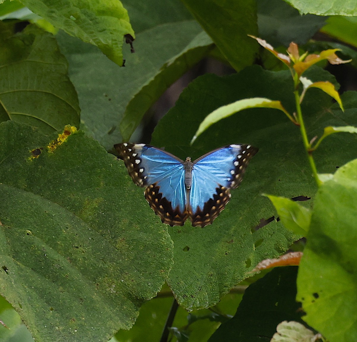 Common Morpho - ML646900014