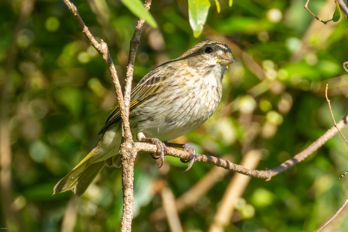 Посвірж золотоголовий - ML646900015