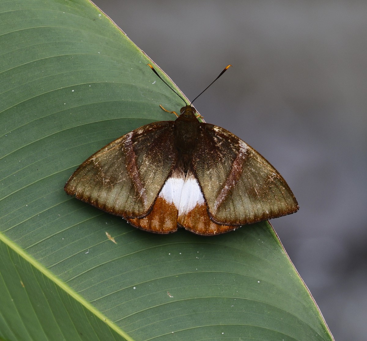 Insects - ML646900020