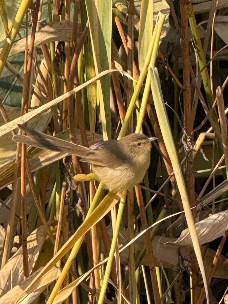 Plain Prinia - ML646900025