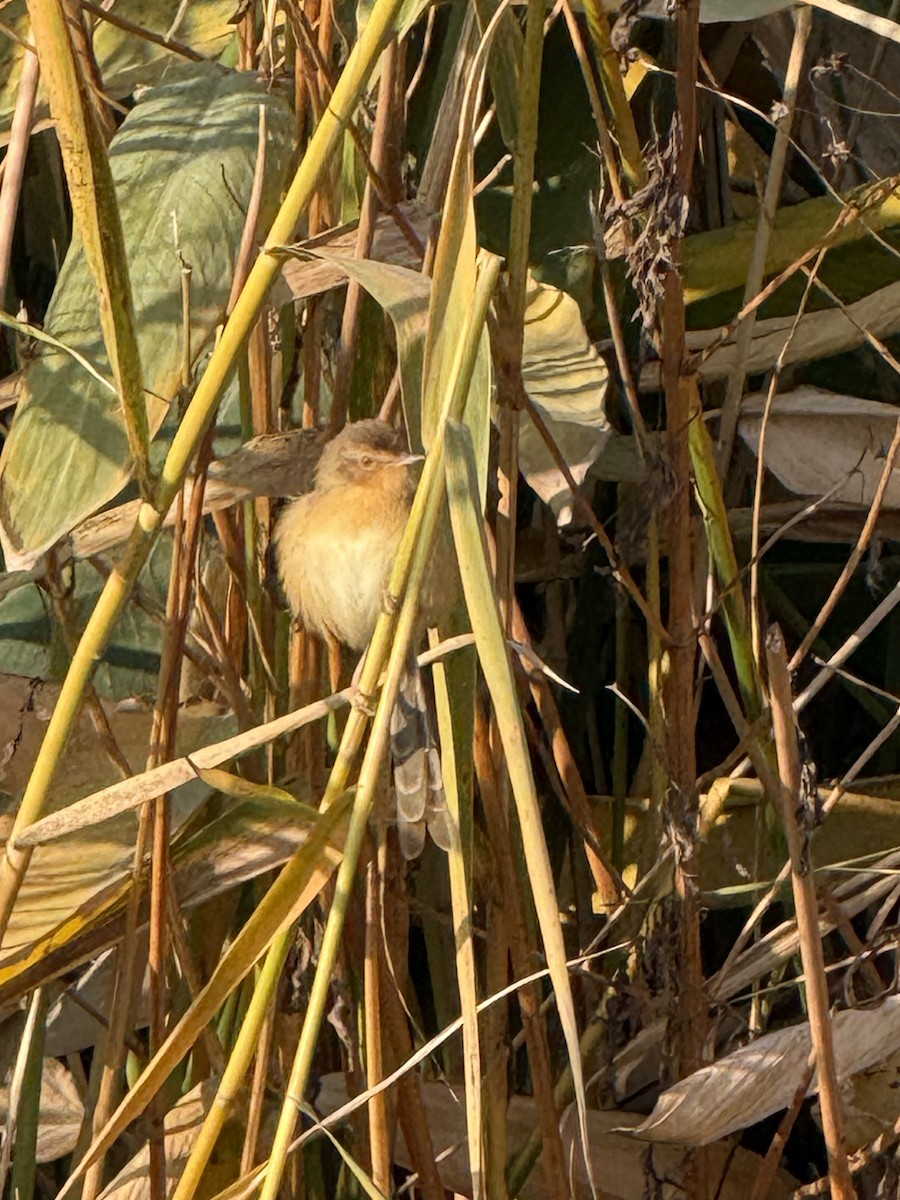 Plain Prinia - ML646900026