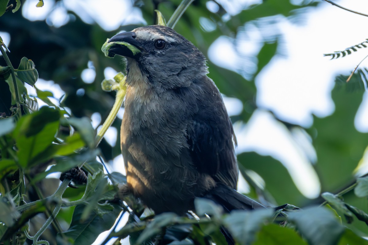 Зернолуск сірий - ML646900029