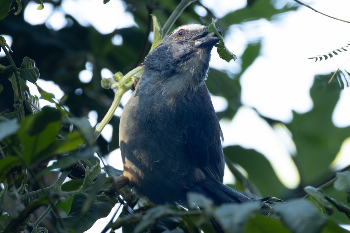 Зернолуск сірий - ML646900030