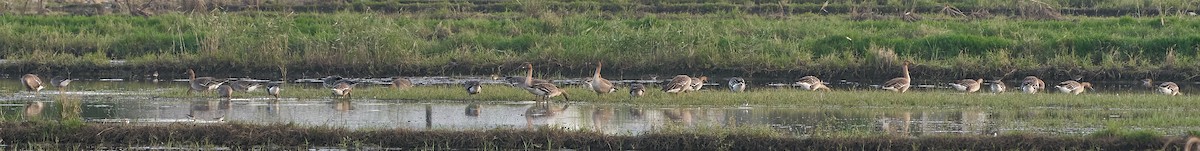 Tayga Kazı - ML646900039