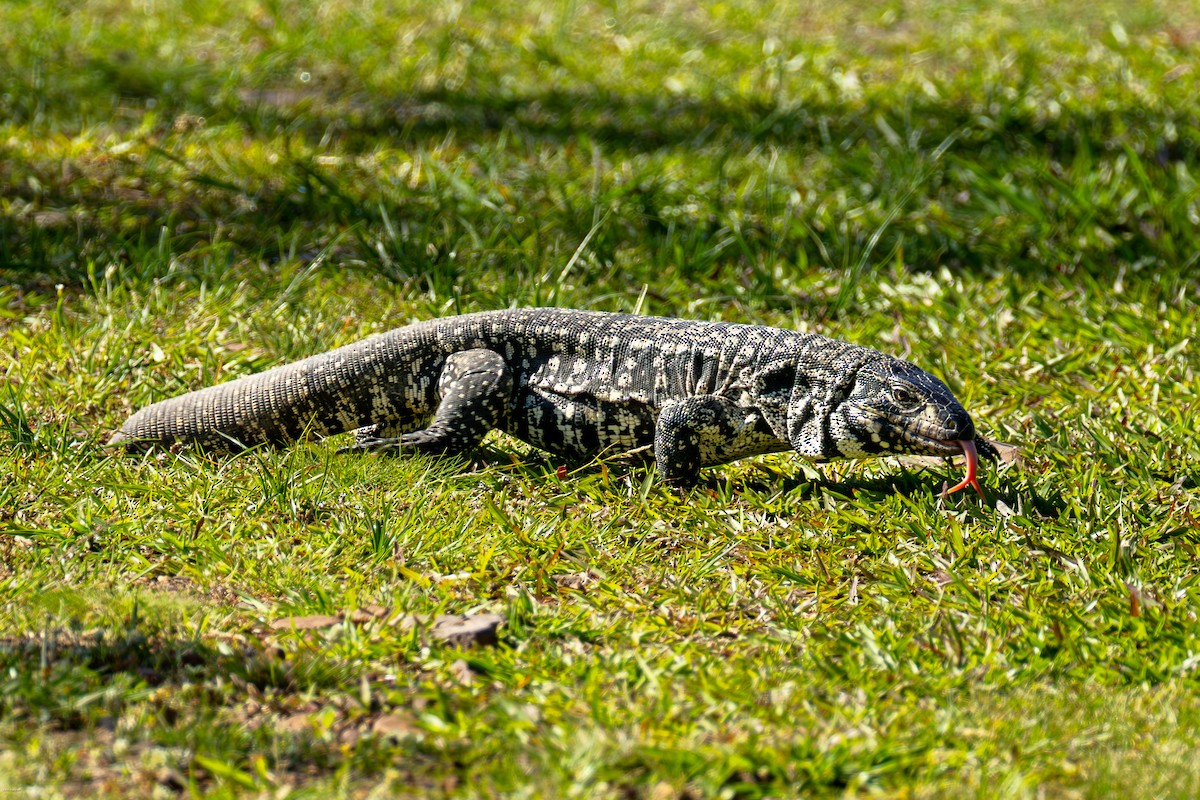Argentine Black-and-white Tegu - ML646900049