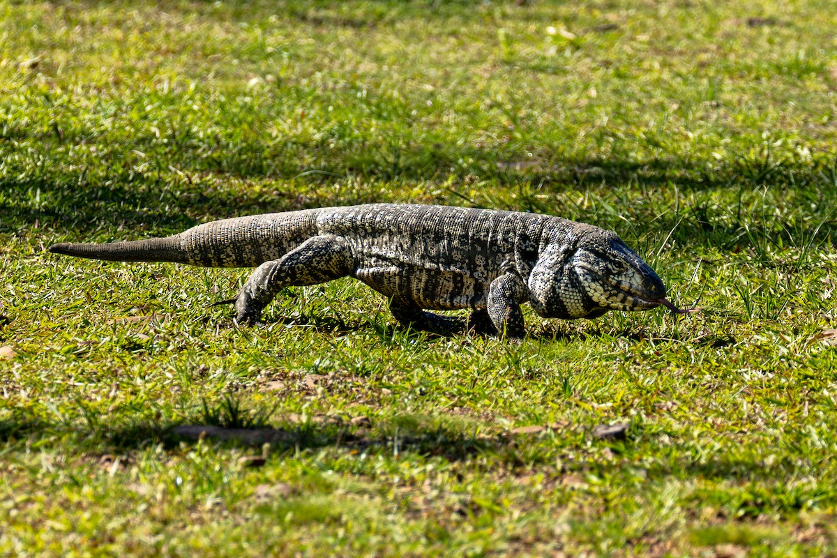 Argentine Black-and-white Tegu - ML646900056