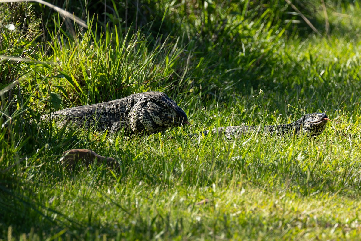 Argentine Black-and-white Tegu - ML646900057