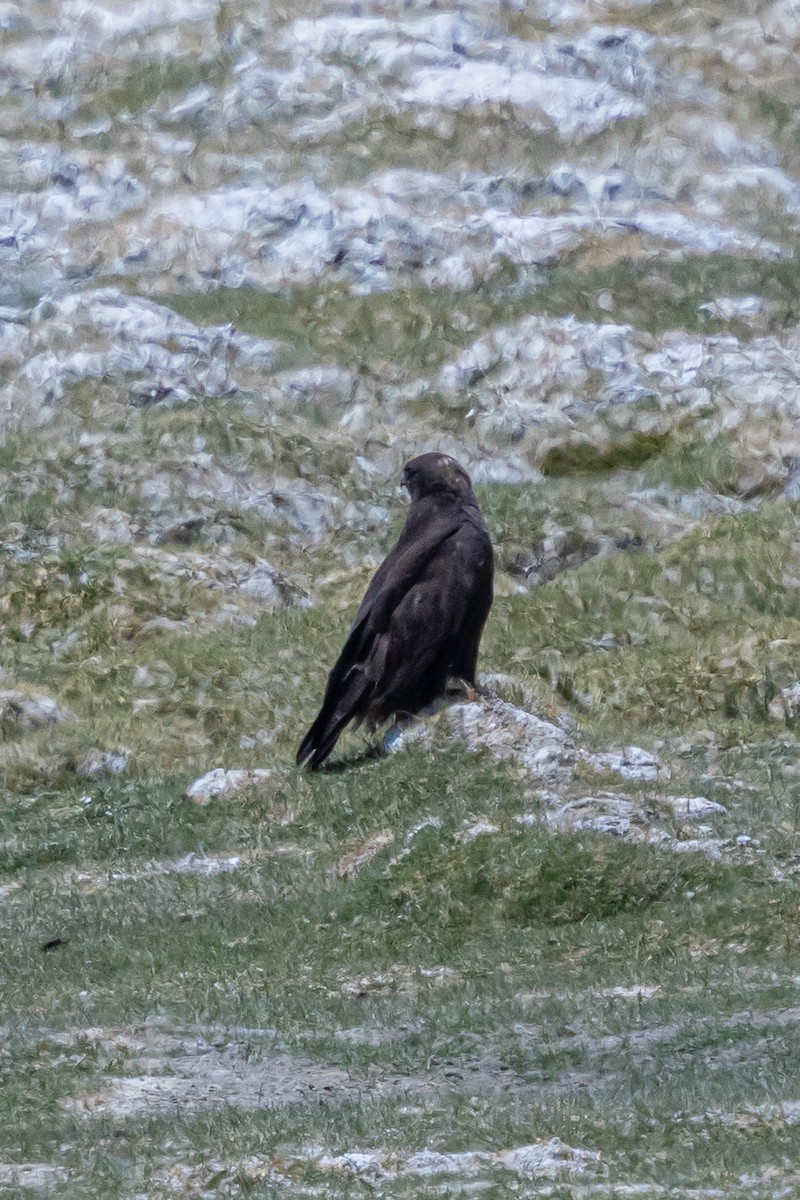 Upland Buzzard - ML646900060