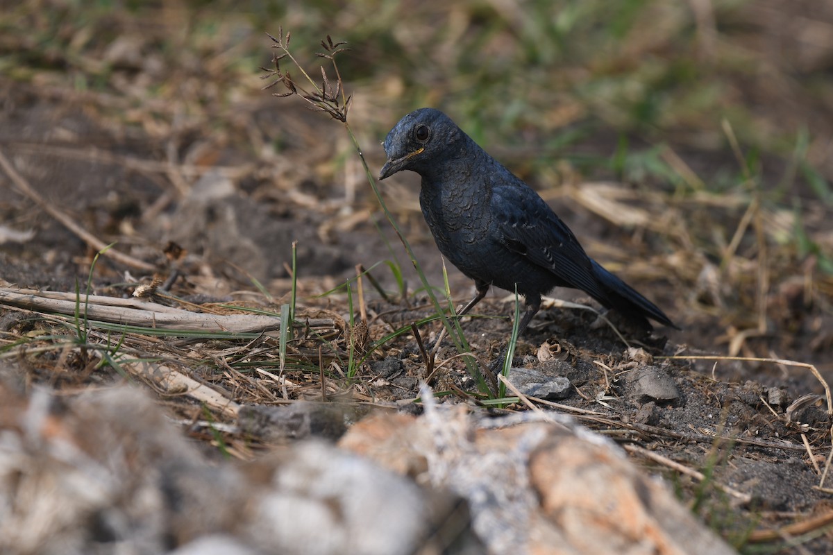 Blue Rock-Thrush - ML646900061