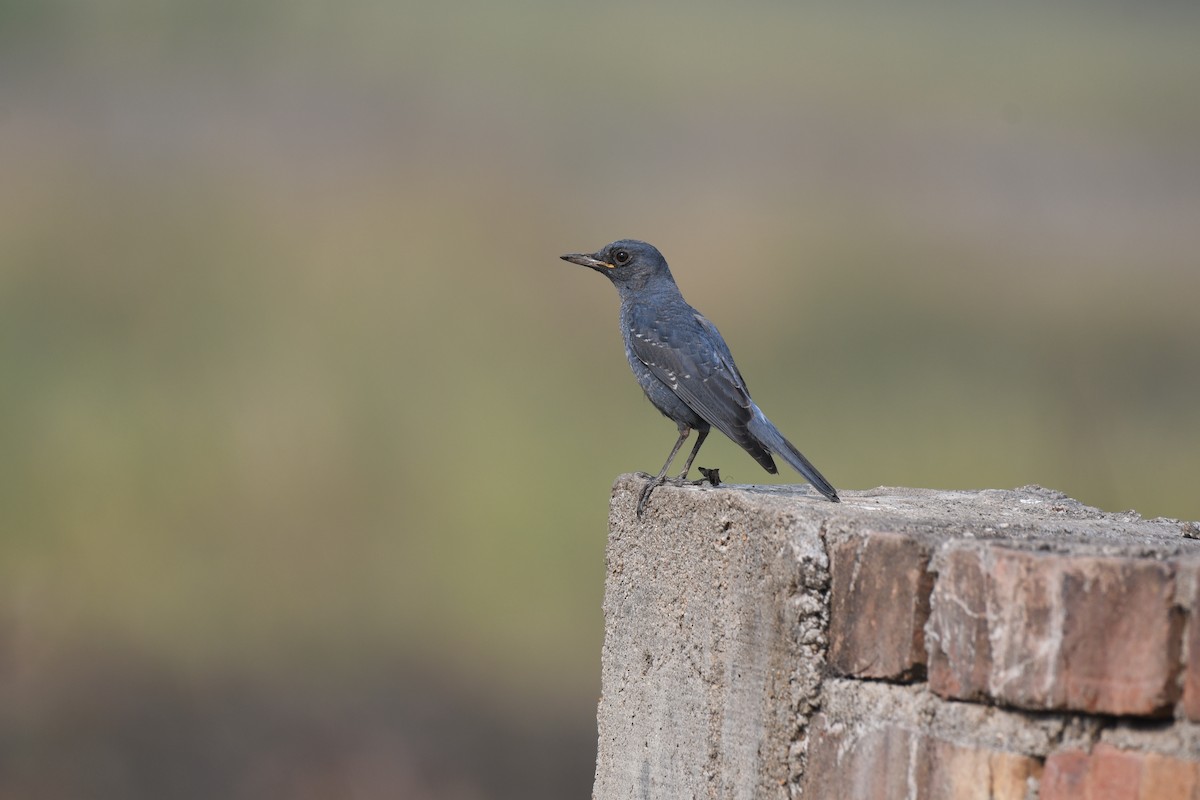 Blue Rock-Thrush - ML646900062