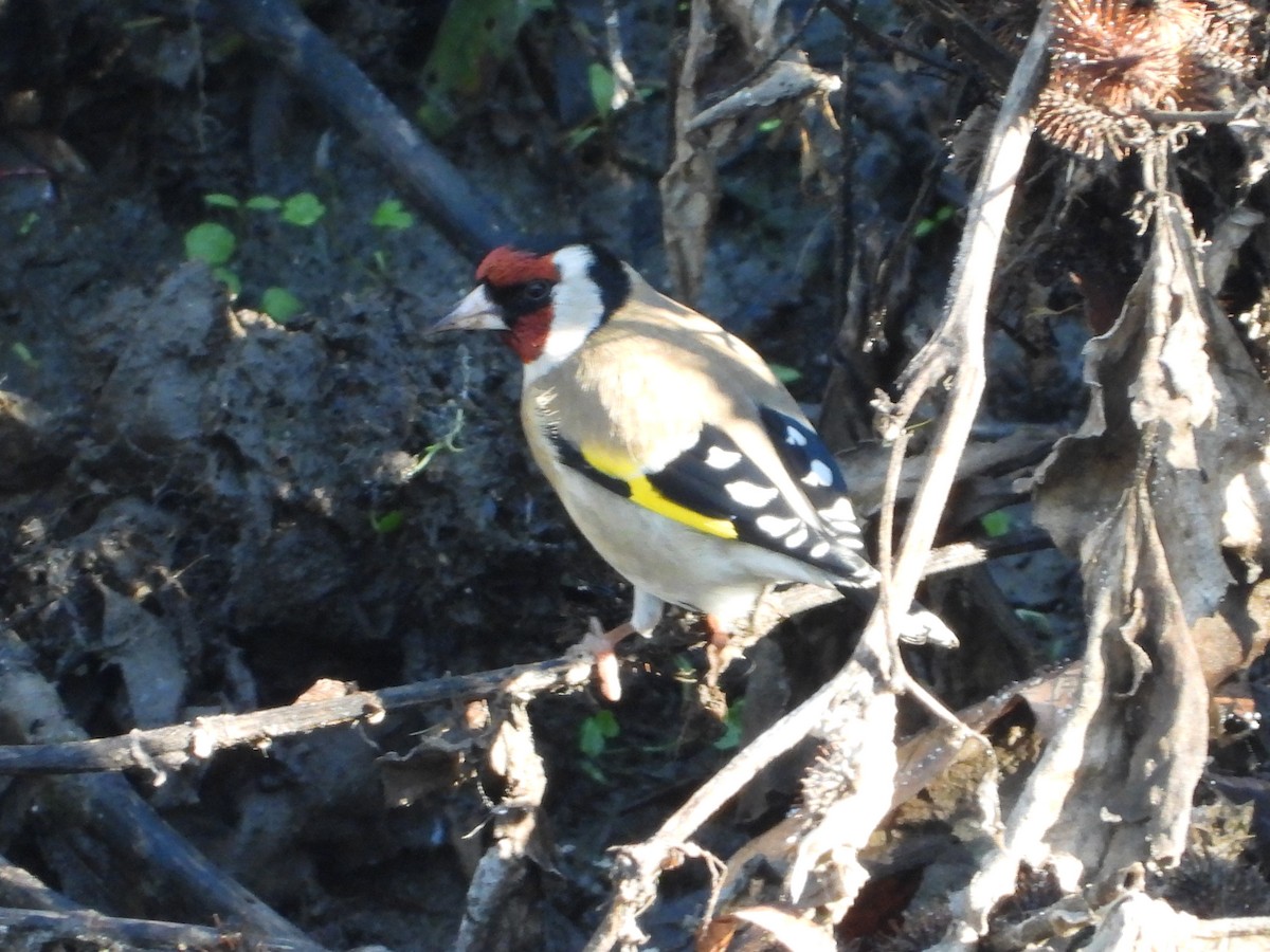 ゴシキヒワ - ML646900064