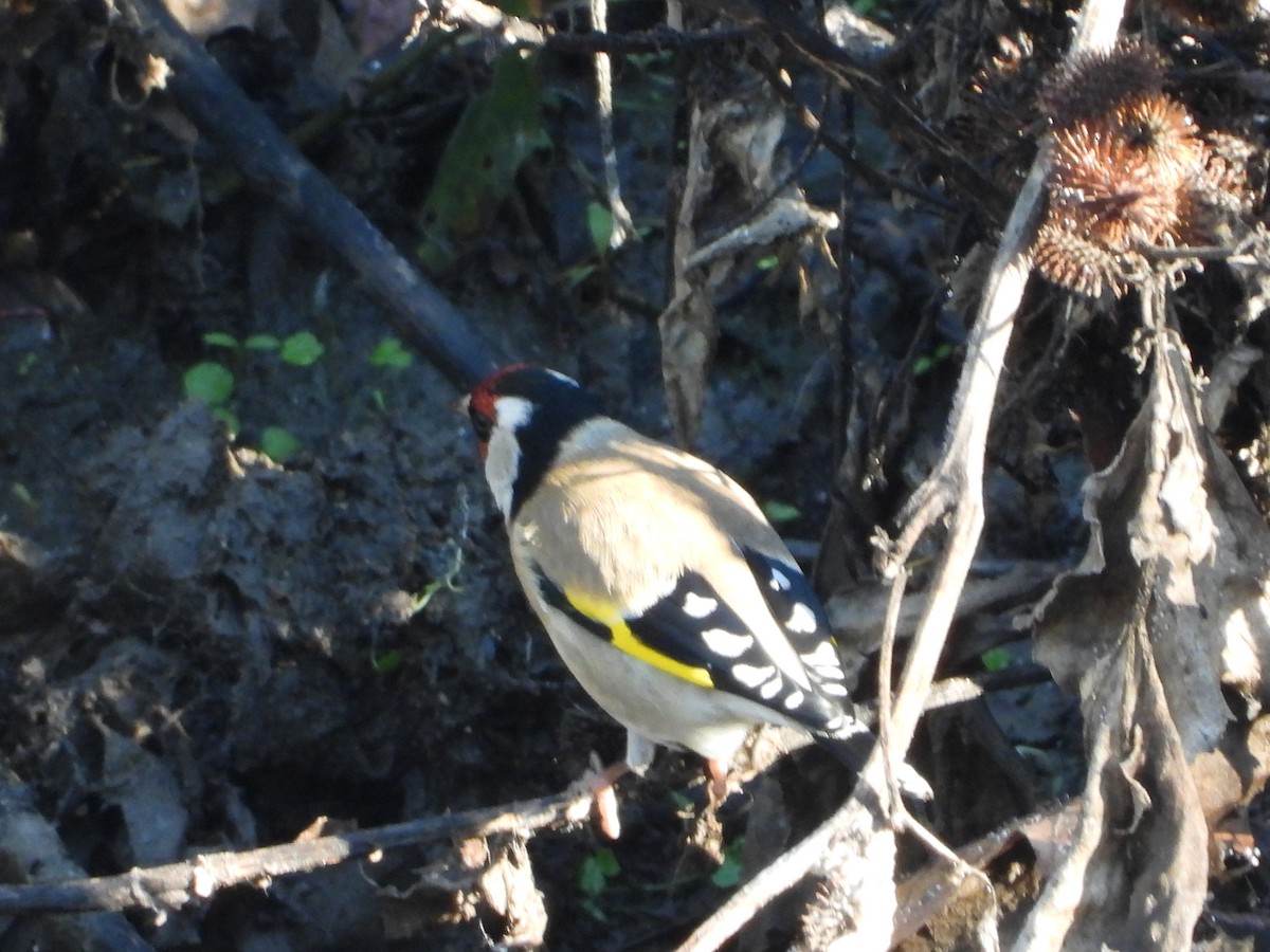 ゴシキヒワ - ML646900065