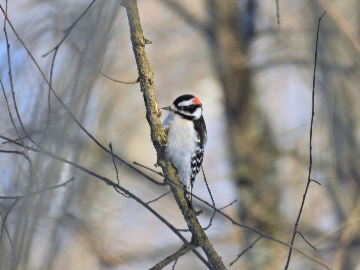 dunspett - ML646900074