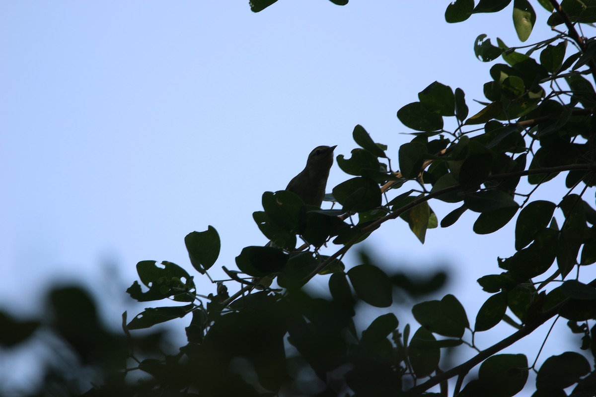 Tennessee Warbler - ML646900081