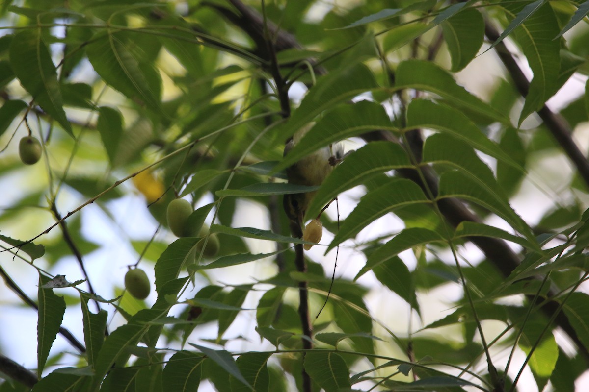 Tennessee Warbler - ML646900082