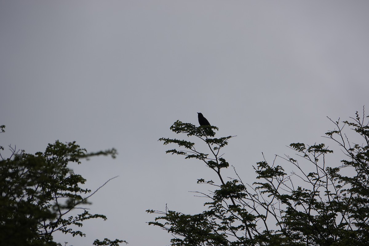 Austral Blackbird - ML646900085