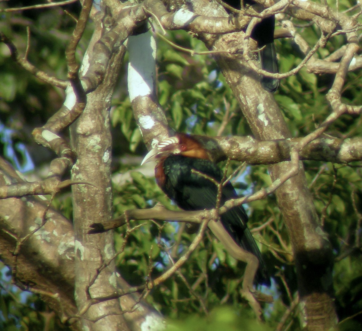 Sumba Hornbill - ML646900091