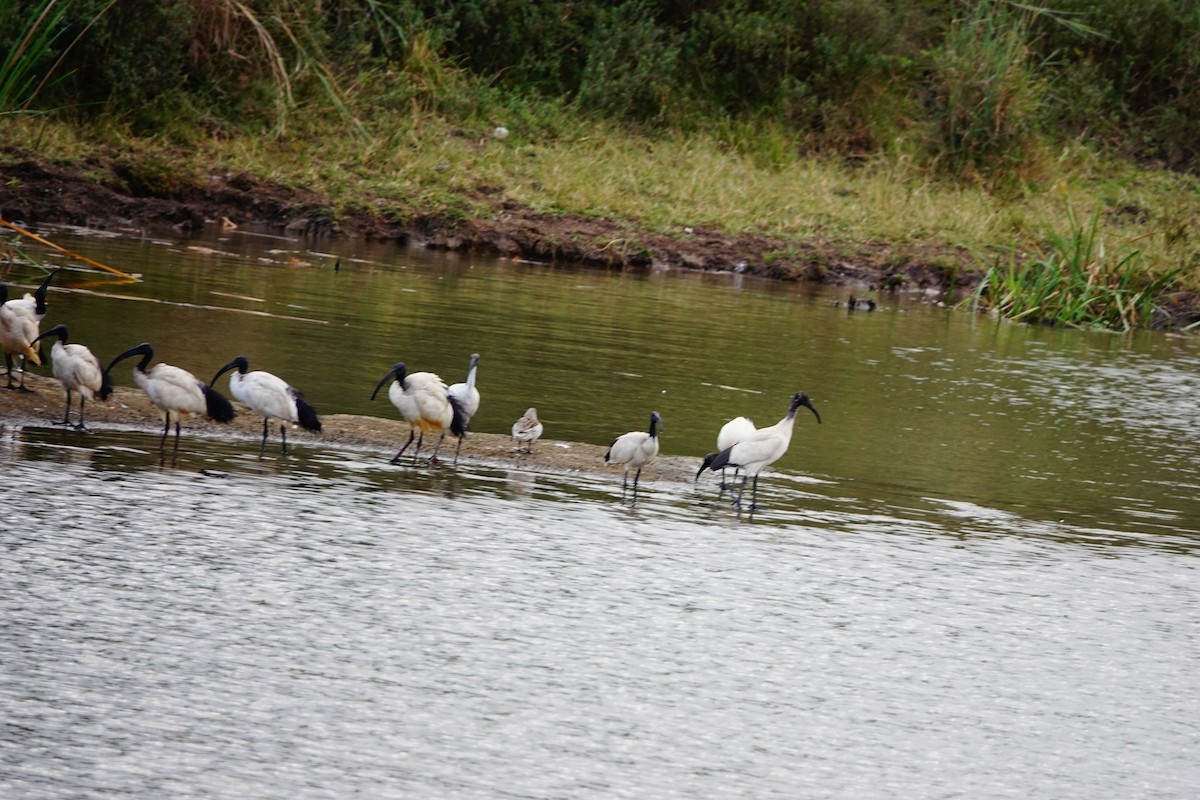 African Sacred Ibis - ML646900097