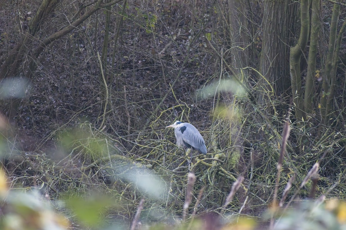 Gri Balıkçıl - ML646900105