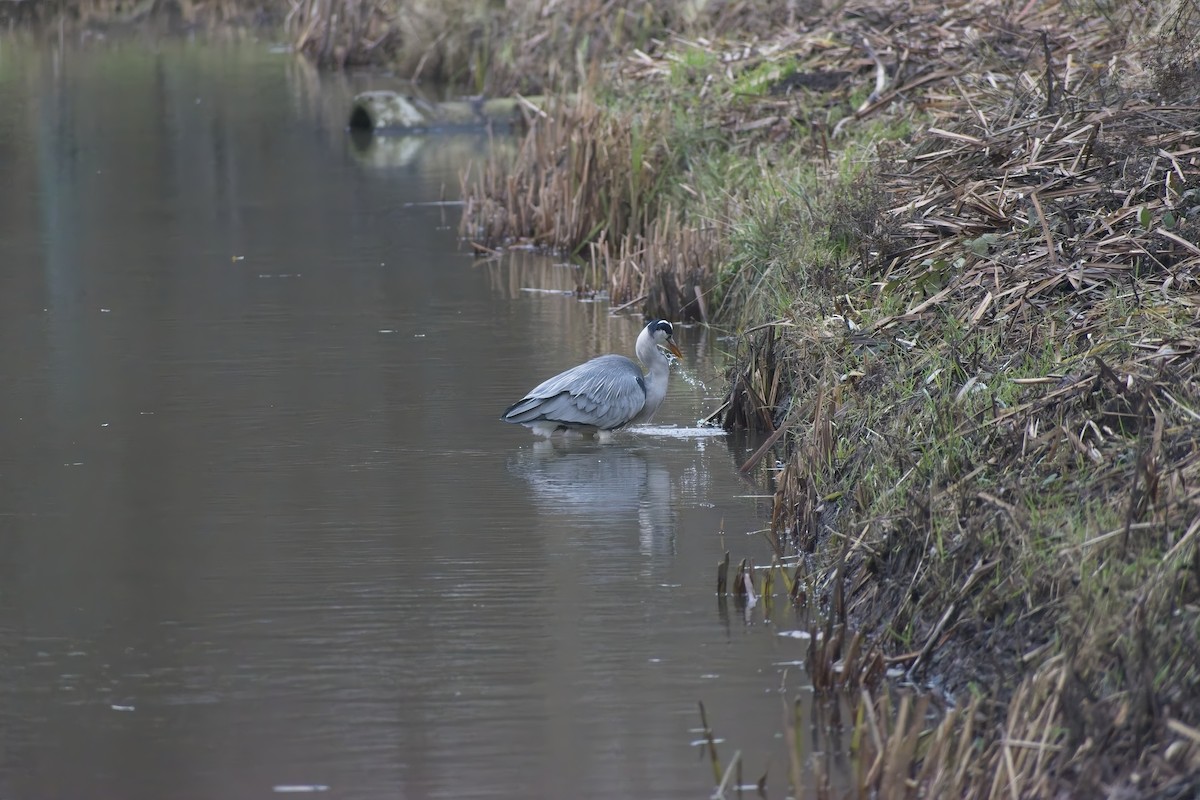 Gri Balıkçıl - ML646900106