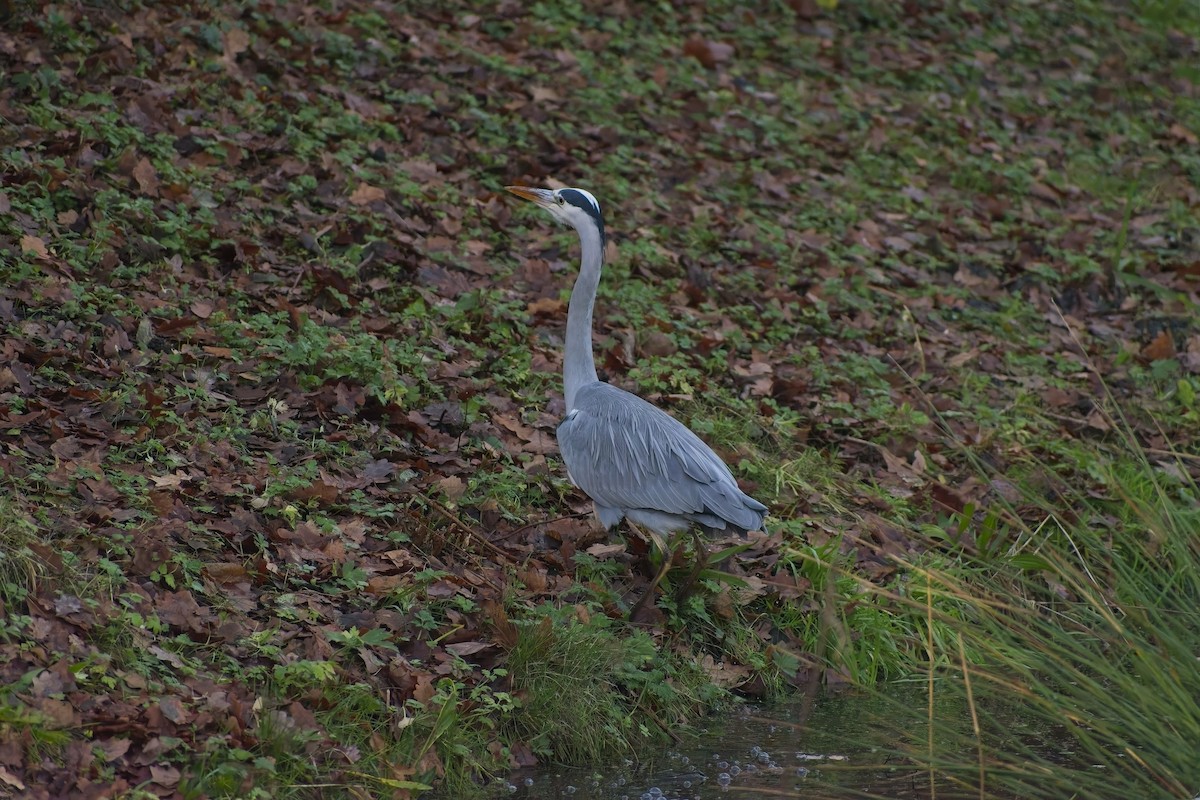 Gri Balıkçıl - ML646900107