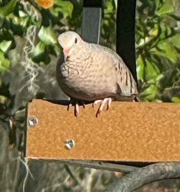 Serçe Kumrusu - ML646900108