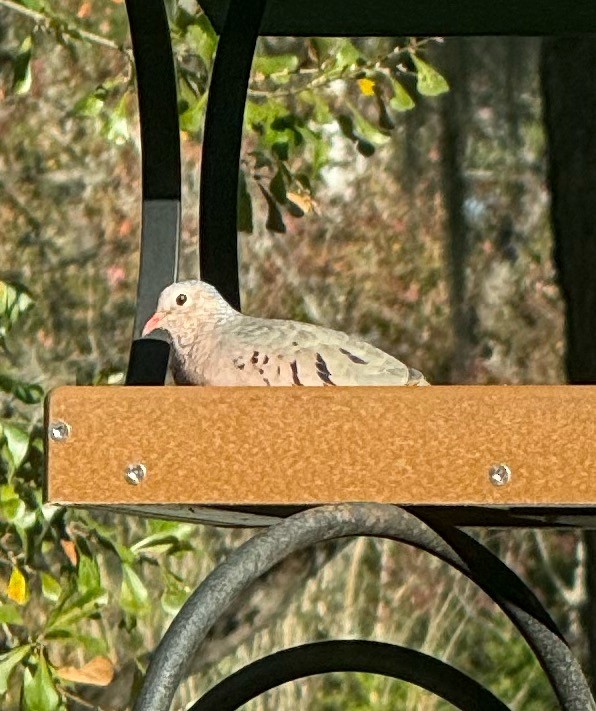 Serçe Kumrusu - ML646900109