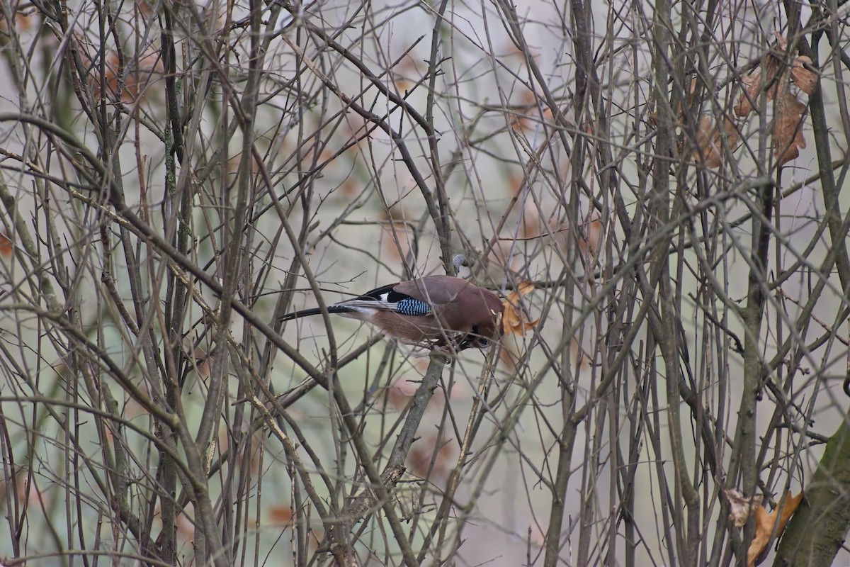 Alakarga - ML646900122