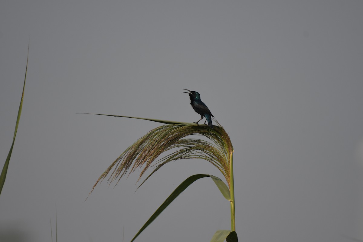 Purple Sunbird - ML646900124