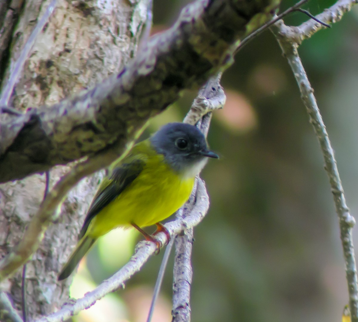 Gray-headed Canary-Flycatcher - ML646900125