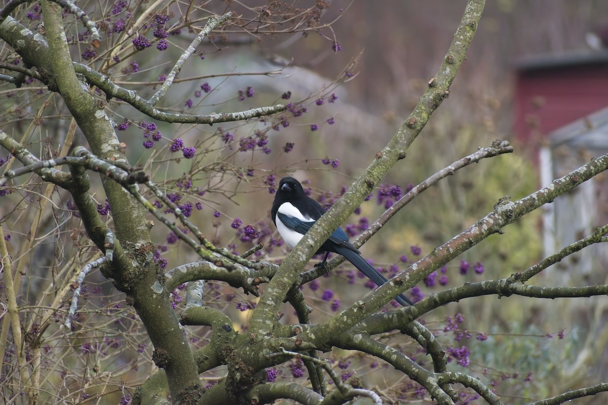 Saksağan - ML646900126