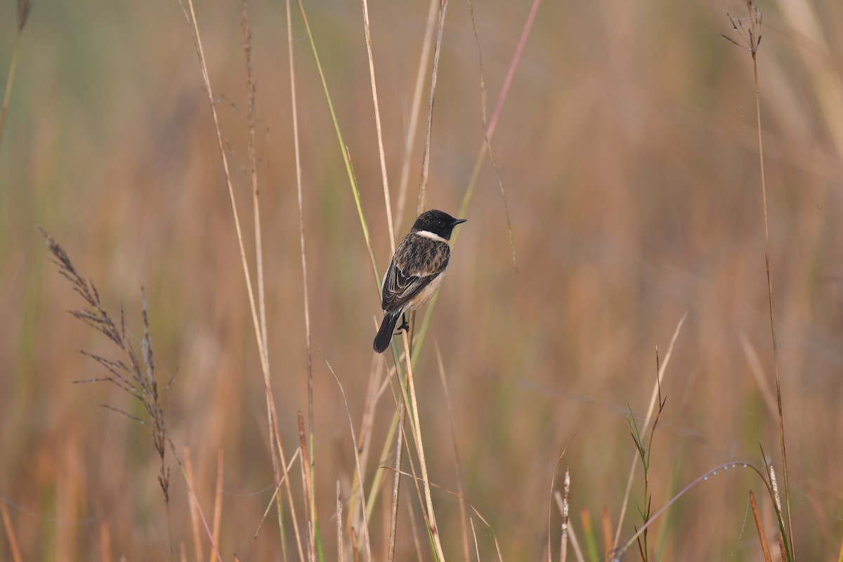 Siberian Stonechat - ML646900129
