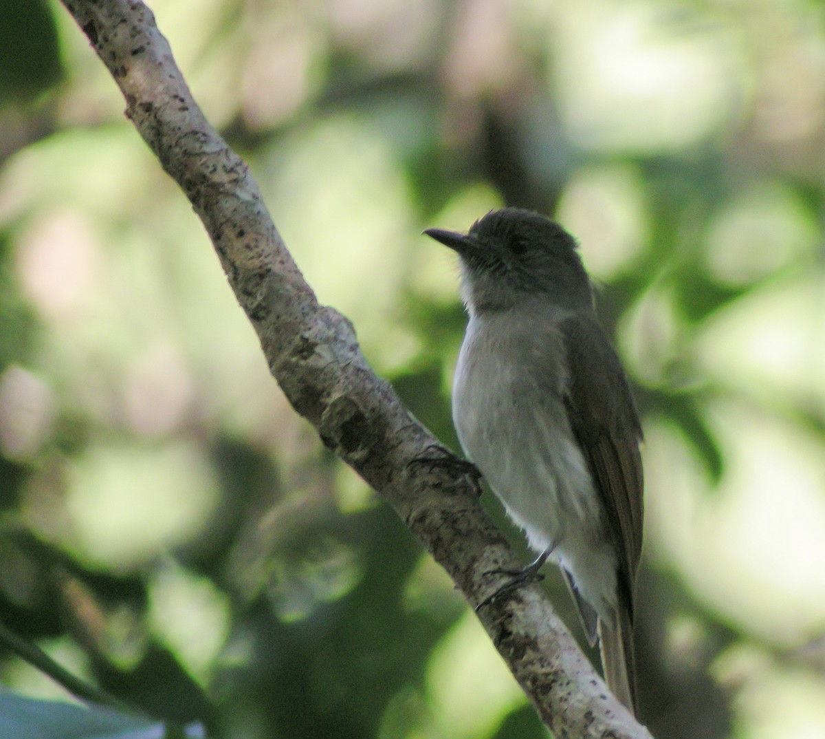 Sumba Jungle Flycatcher - ML646900131