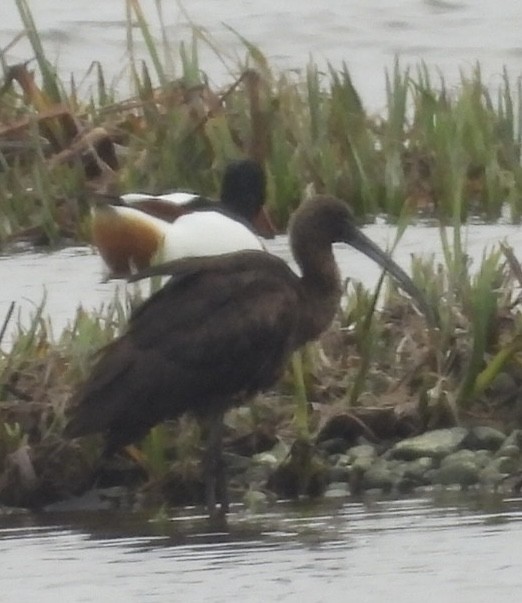 ibis hnědý - ML646900149