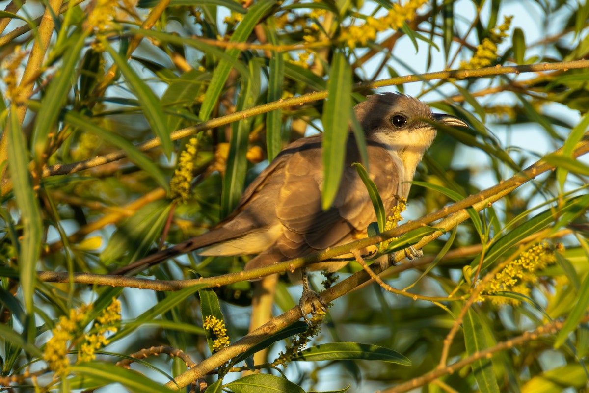 Кукліло бурий - ML646900151
