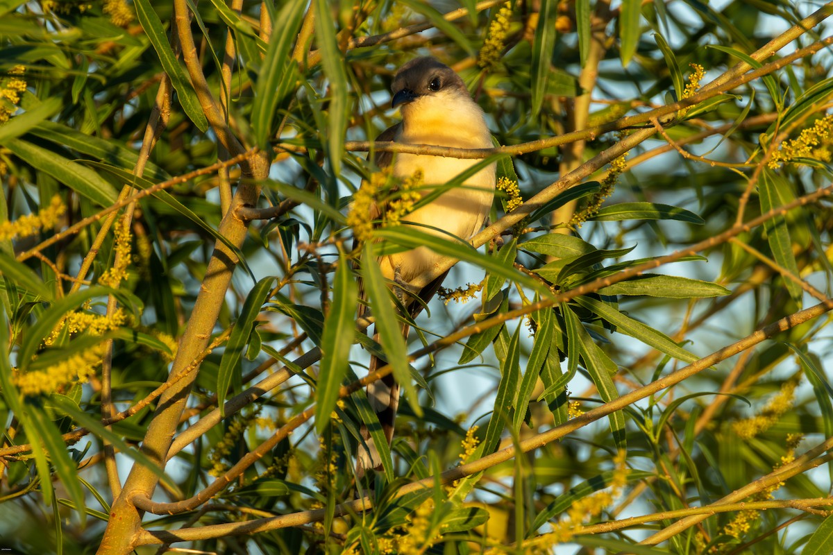 Кукліло бурий - ML646900152