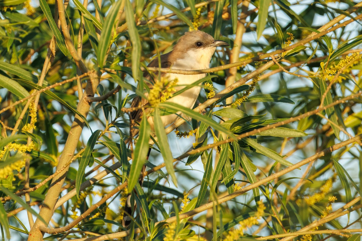 Кукліло бурий - ML646900153