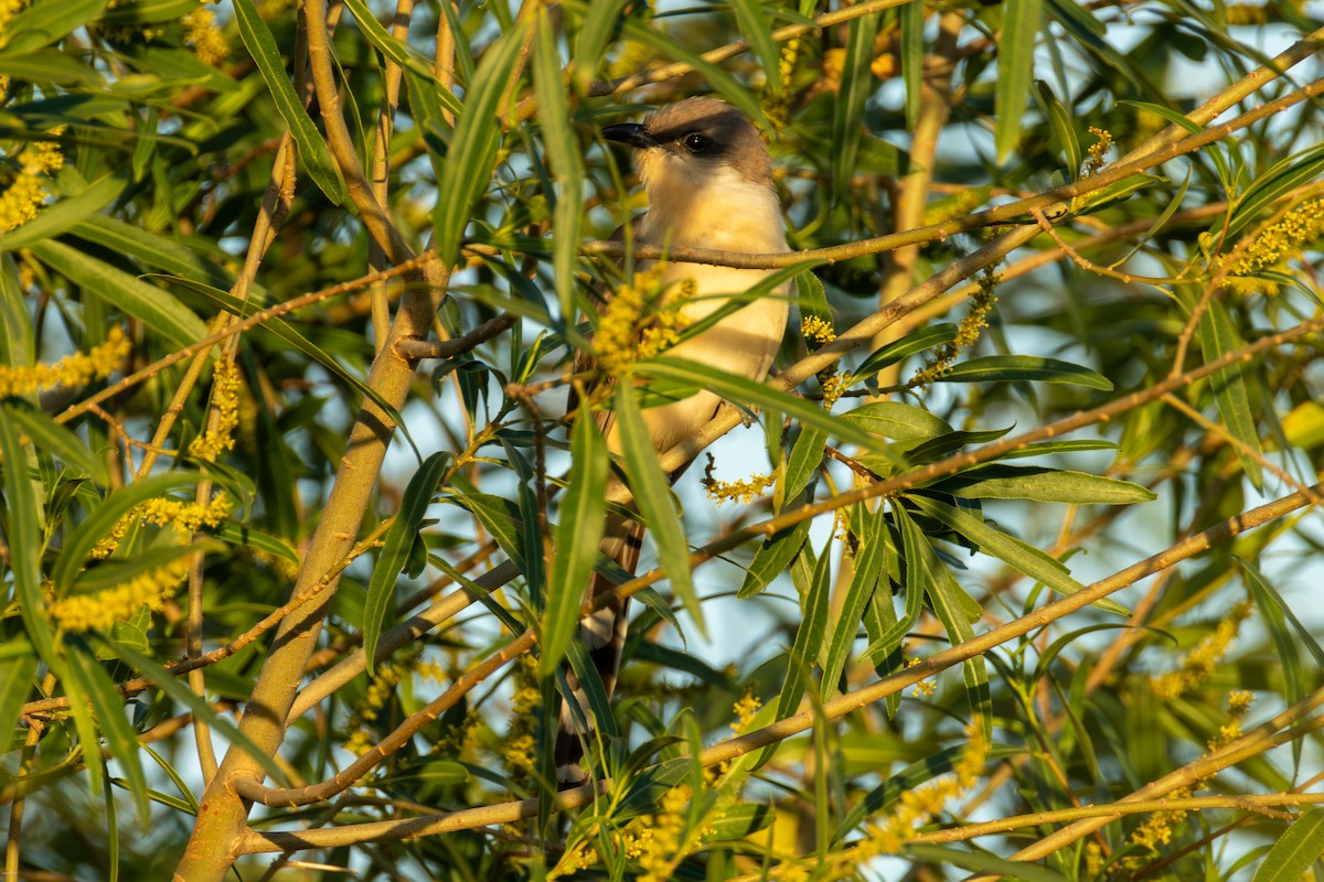 Кукліло бурий - ML646900154