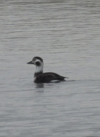 hoholka lední - ML646900155