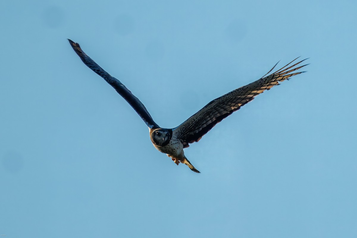 Лунь довгохвостий - ML646900159